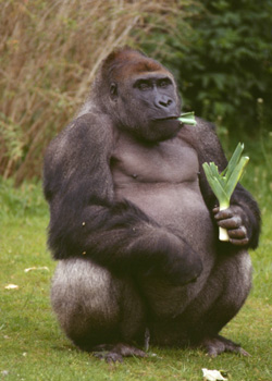 gorilla.jpg